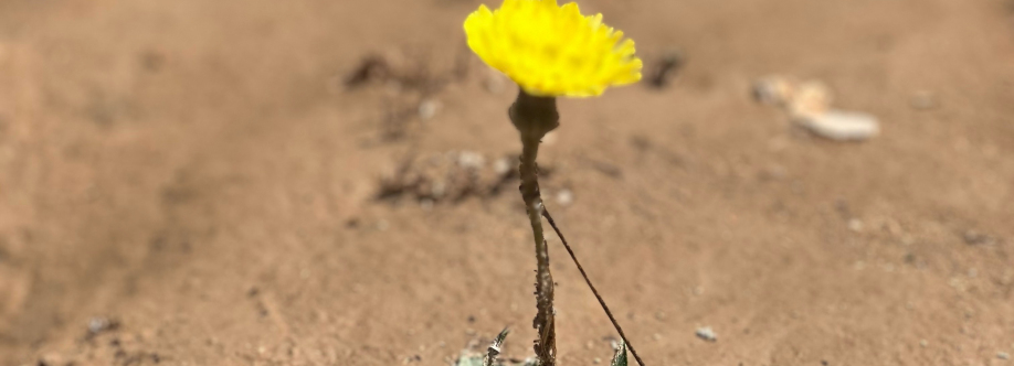 عبدالله البُراق Cover Image